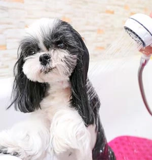 Shih-Tzu dinastia Chineza