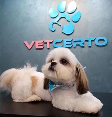 Corte de unha de filhote de Shih-tzu