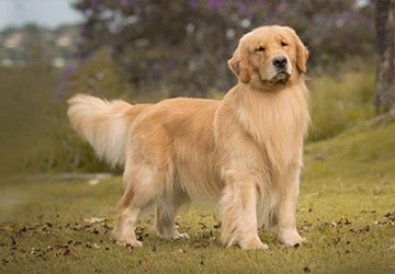 Golden Retriever