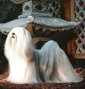 Lhasa Apso origem Tibetana
