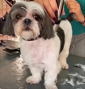 Tosando Lhasa apso