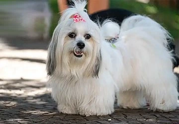 Tosa e Banho para o Lhasa Apso