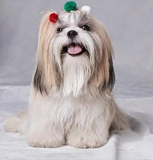 Lhasa Apso, uma raça muito querida e que precisa de muitos cuidados.