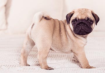 Pet Pug
