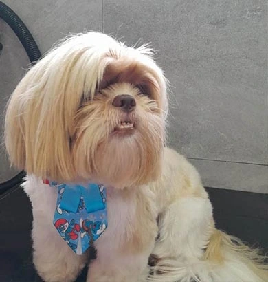 Shih-tzu apos o banho