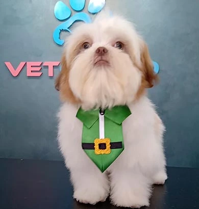 Shih-tzu a raça mais encontrada