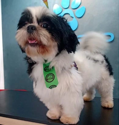 Shih-tzu filhote