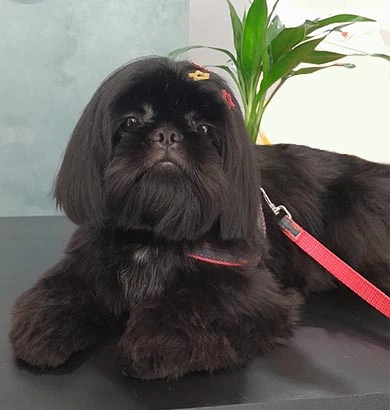 Shih-Tzu preta rara perfeição