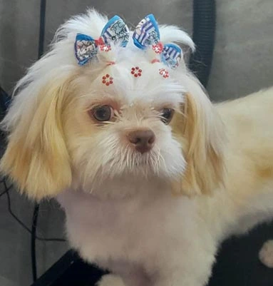 Shih-tzu com rostinho claro