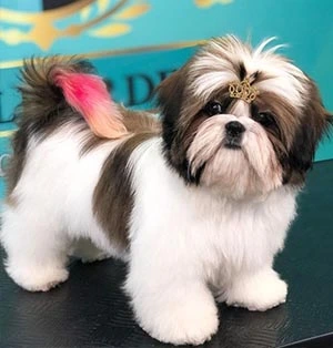Tosa Bebê para Shih-Tzu