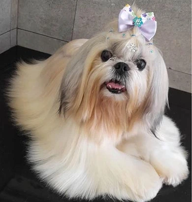 Shih-tzu tosa da raça
