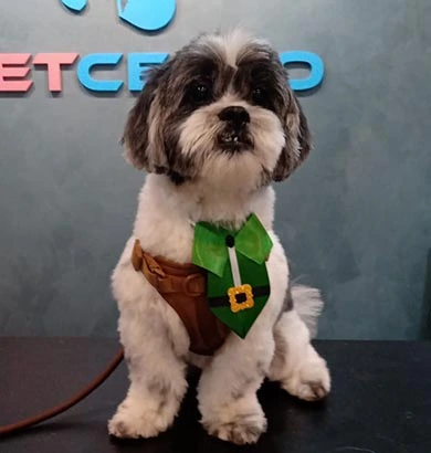 Shih-Tzu tosado
