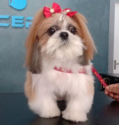 Shih-tzu é o Pet urbamo mais...