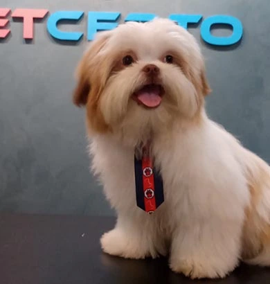 Shih-tzu apos o banho