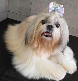 Shih-Tzu a raça de Pet mais querida.
