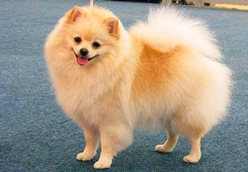 Spitz ou Lulu da Pomerana