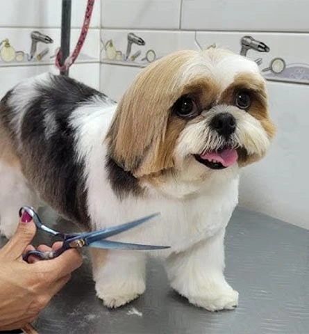 Tosa Pet