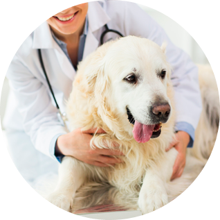Consulta Veterinária