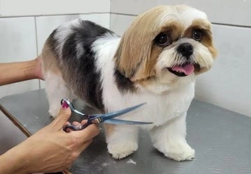Tosa e Banho para o Shih-Tzu